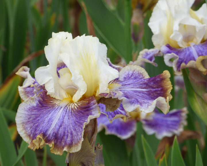 トリ　レンズ紫ｘスカイブルー Coos Bay | Tall Bearded Iris – Schreiner's Gardens