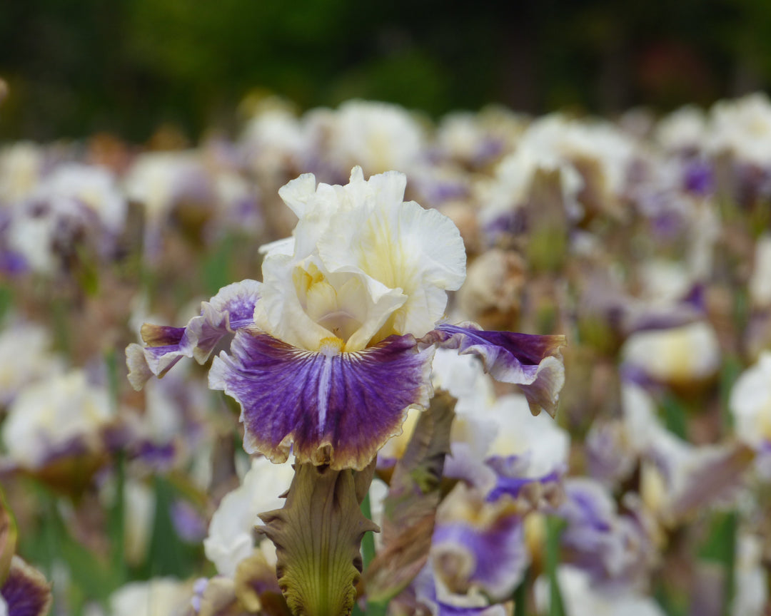 Coos Bay | Tall Bearded Iris – Schreiner's Gardens