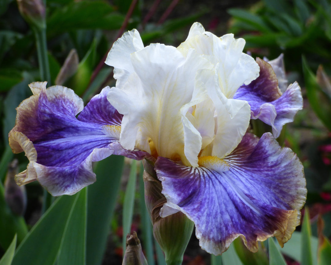 Coos Bay | Tall Bearded Iris – Schreiner's Gardens