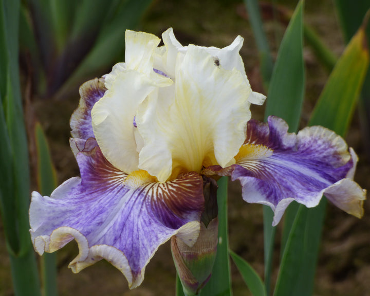 Coos Bay | Tall Bearded Iris – Schreiner's Gardens