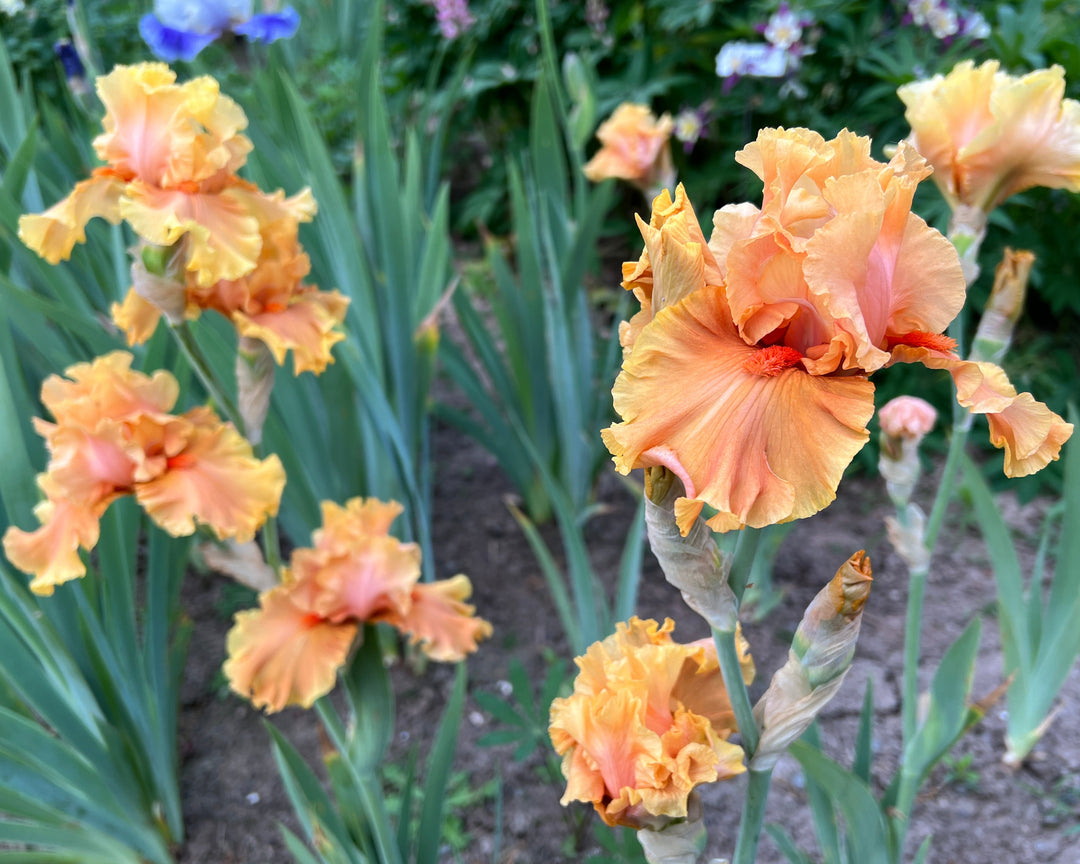 Cordoba | Tall Bearded Iris – Schreiner's Gardens