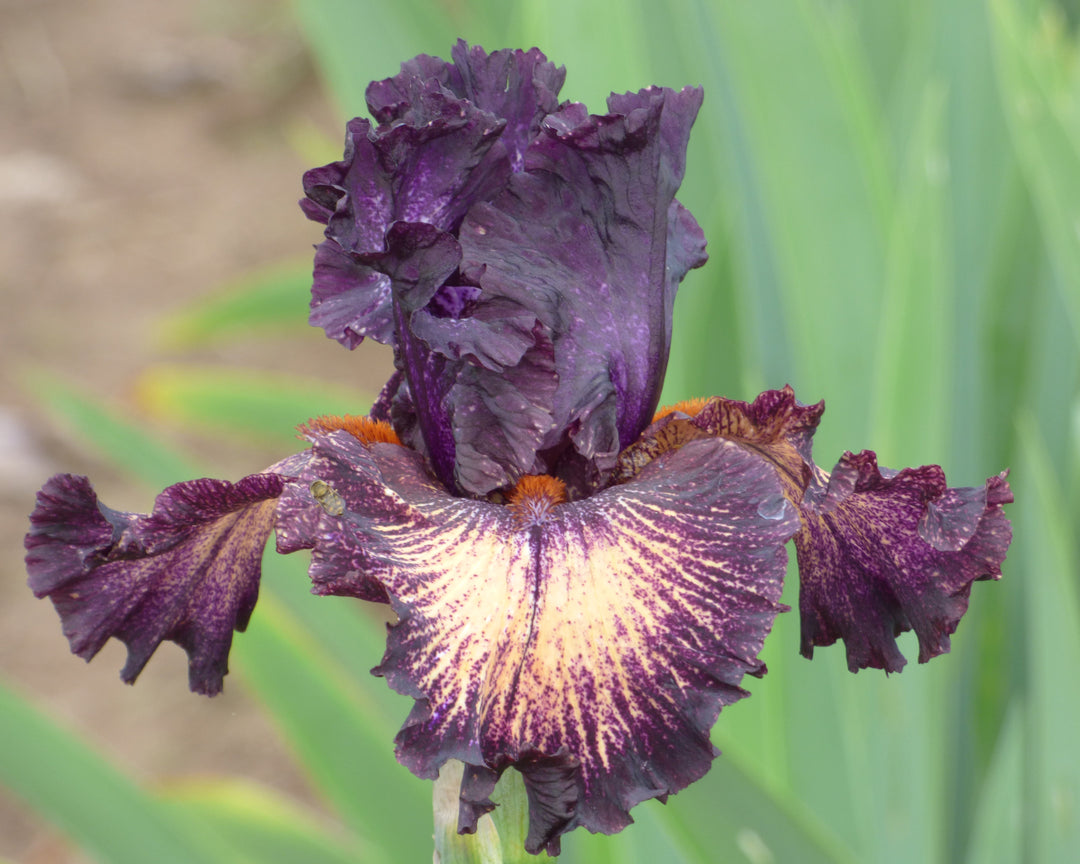 Cosmic Voyage – Schreiner's Gardens