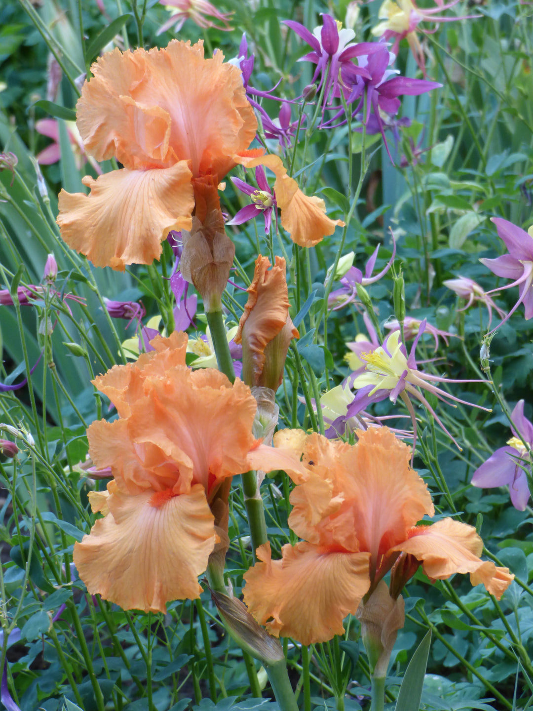 Coup de Soleil | Tall Bearded Iris – Schreiner's Gardens