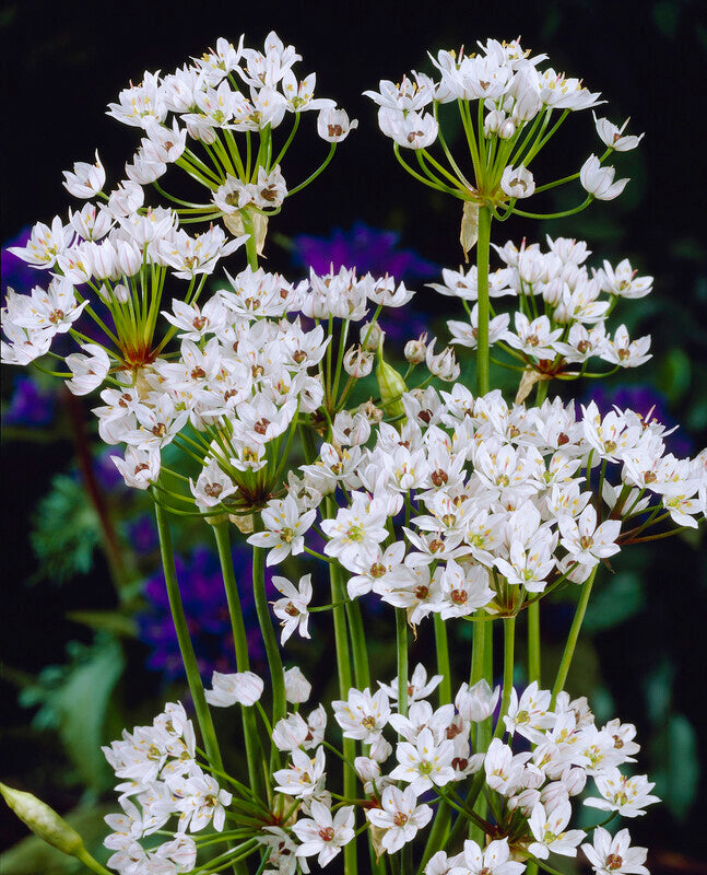 5 Cowanii - Bonus with any Allium purchase