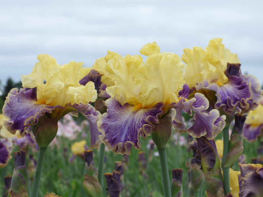 Creola – Schreiner's Gardens