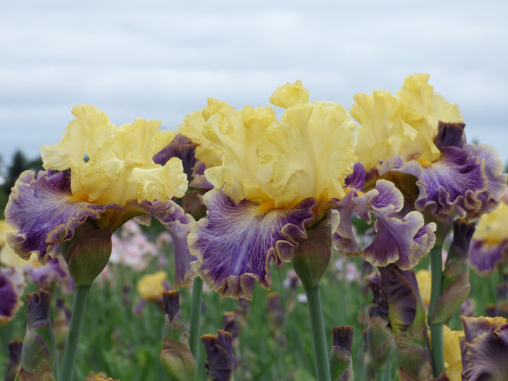 Creola – Schreiner's Gardens