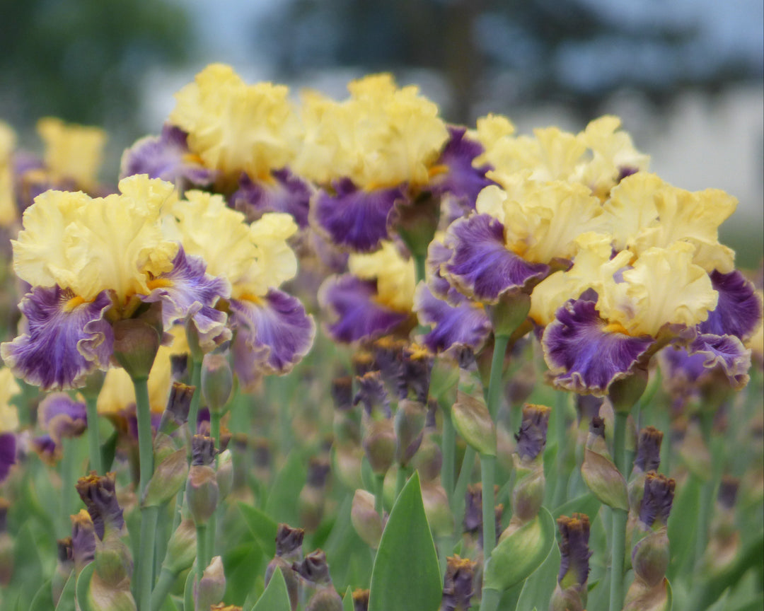 Creola – Schreiner's Gardens