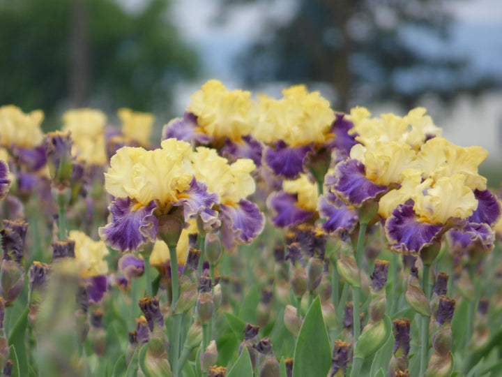 Creola – Schreiner's Gardens