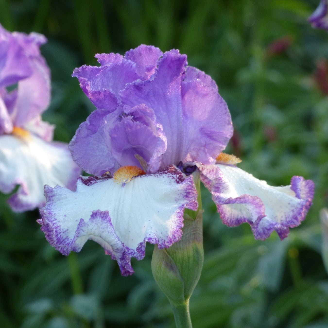 Purple Iris Bouquet