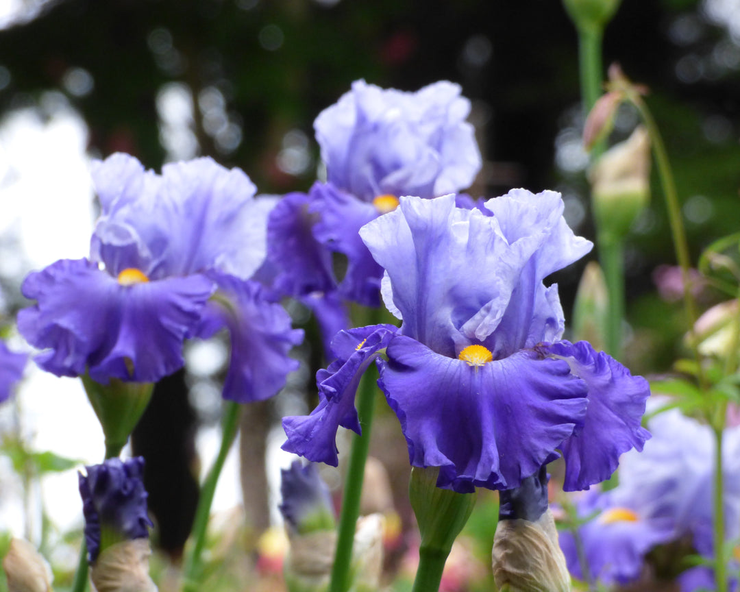 Cubs Win It | Tall Bearded Iris – Schreiner's Gardens