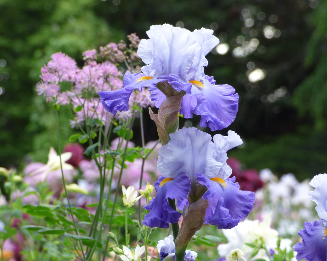 Cubs Win It | Tall Bearded Iris – Schreiner's Gardens