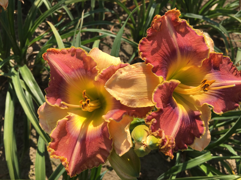 Modern Daylilies|Bill Maryott Daylilies Shop Fragrant Daylilies