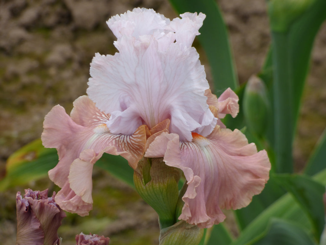 Cut to Order | Tall Bearded Iris – Schreiner's Gardens
