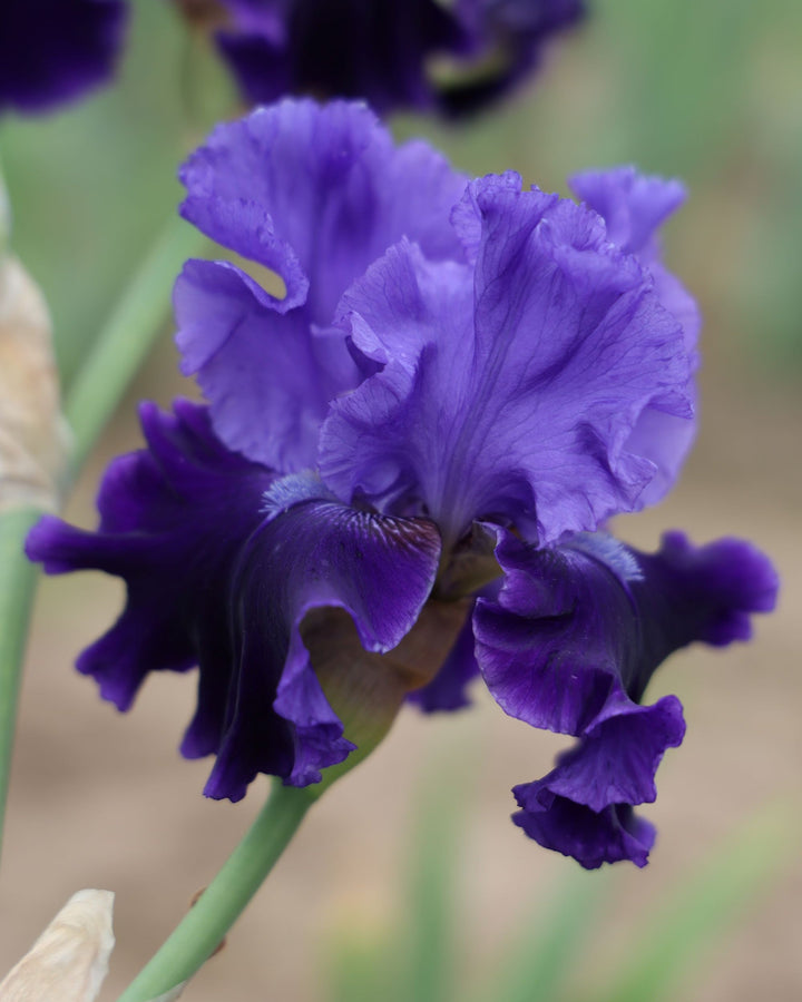 Cybergrape | Tall Bearded Iris – Schreiner's Gardens