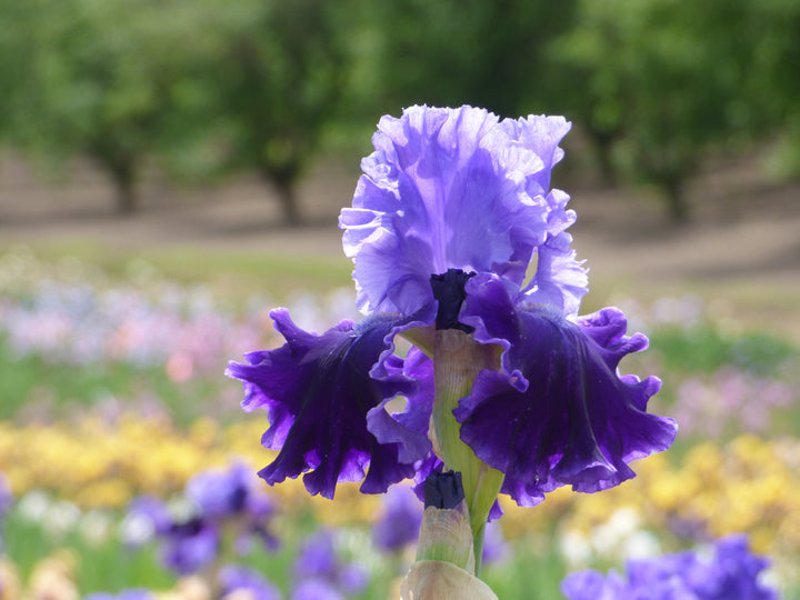 Cybergrape_720x.jpg?v=1762283843