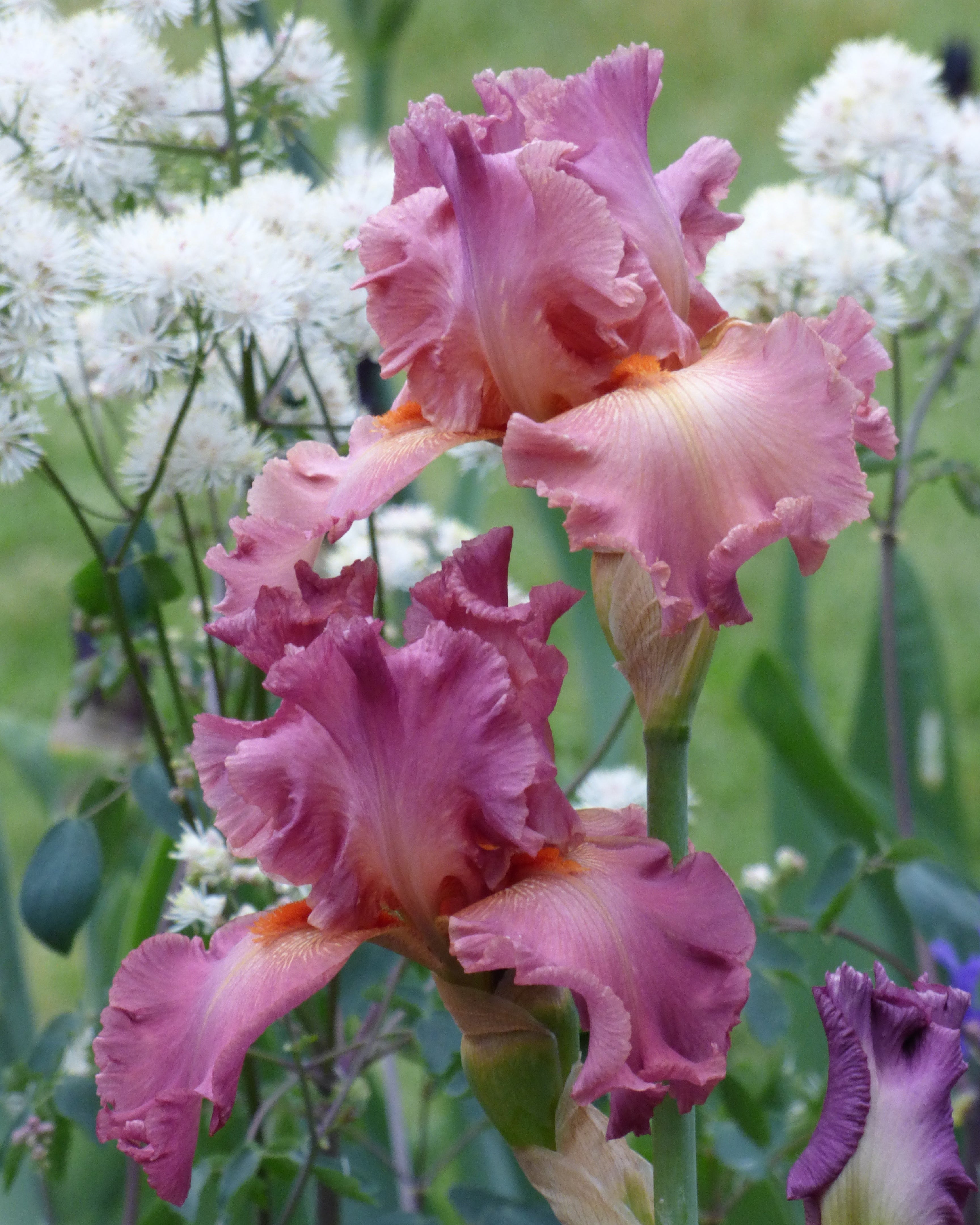 Dame de Coeur | Tall Bearded Iris – Schreiner's Gardens