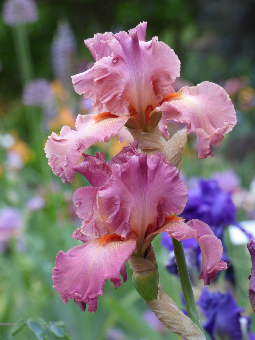 アイカツスターズ チャーミーフラワー Dame de Coeur | Tall Bearded Iris – Schreiner's Gardens