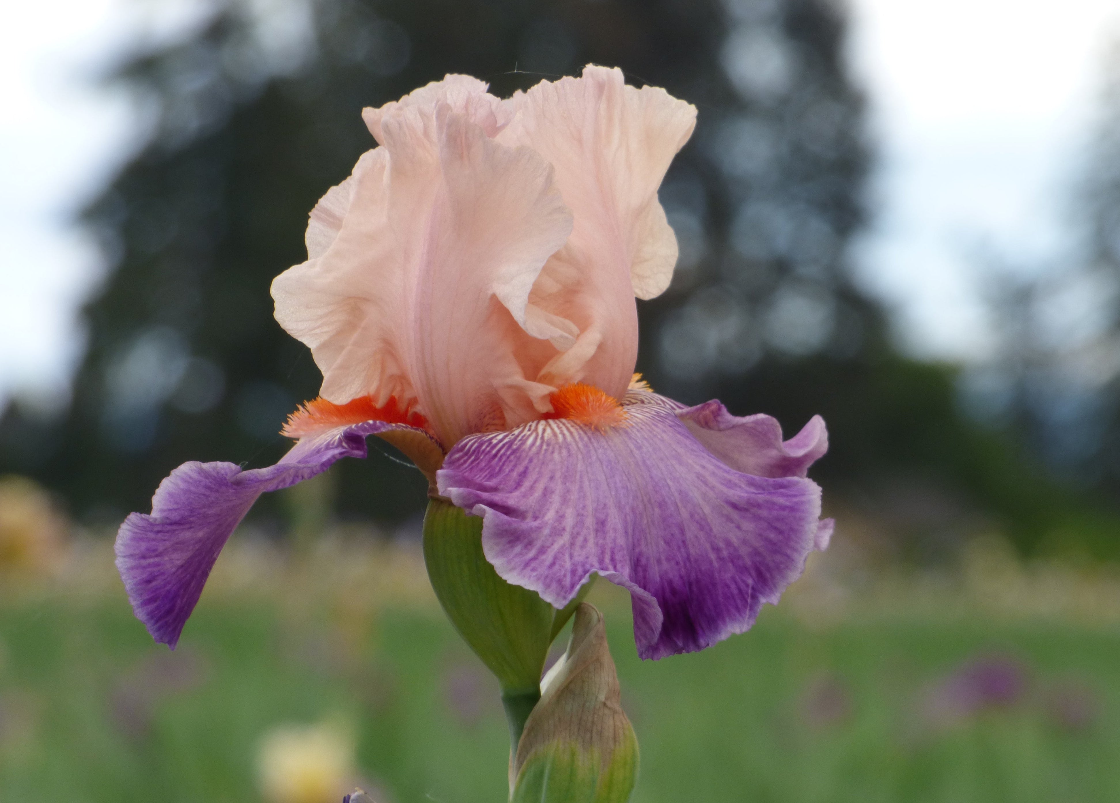Damsel In A Dress | Tall Bearded Iris – Schreiner's Gardens