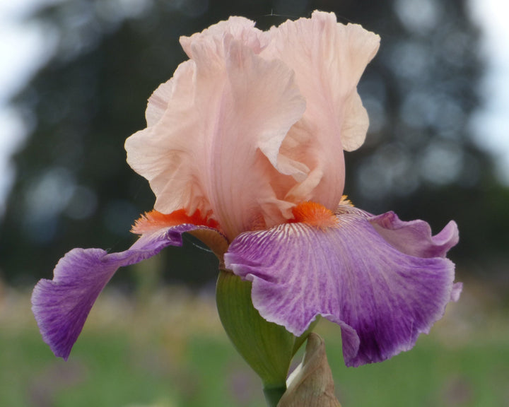 Damsel In A Dress | Tall Bearded Iris – Schreiner's Gardens
