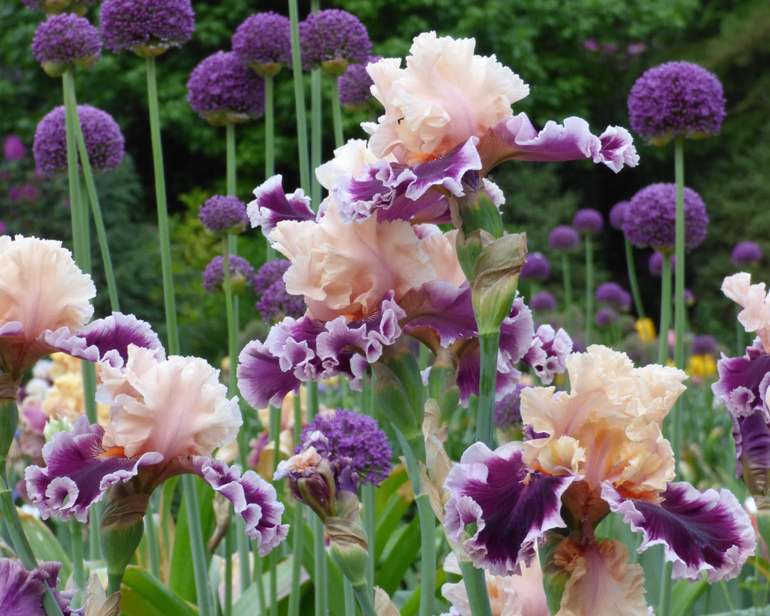 Dazzle | Tall Bearded Iris – Schreiner's Gardens