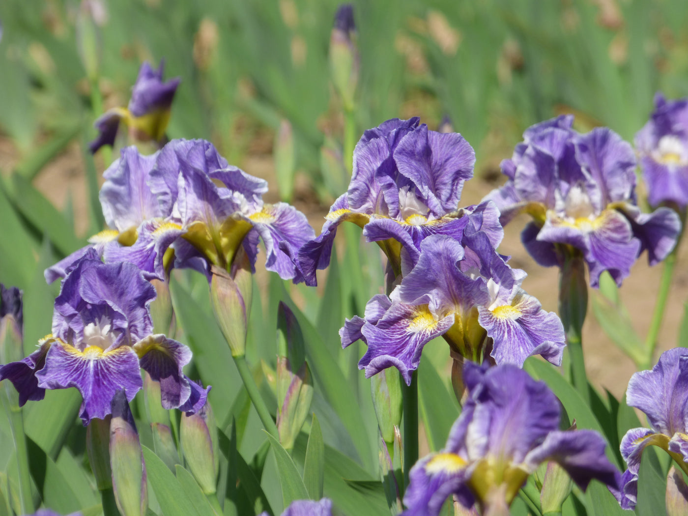 Deep Secret – Schreiner's Gardens