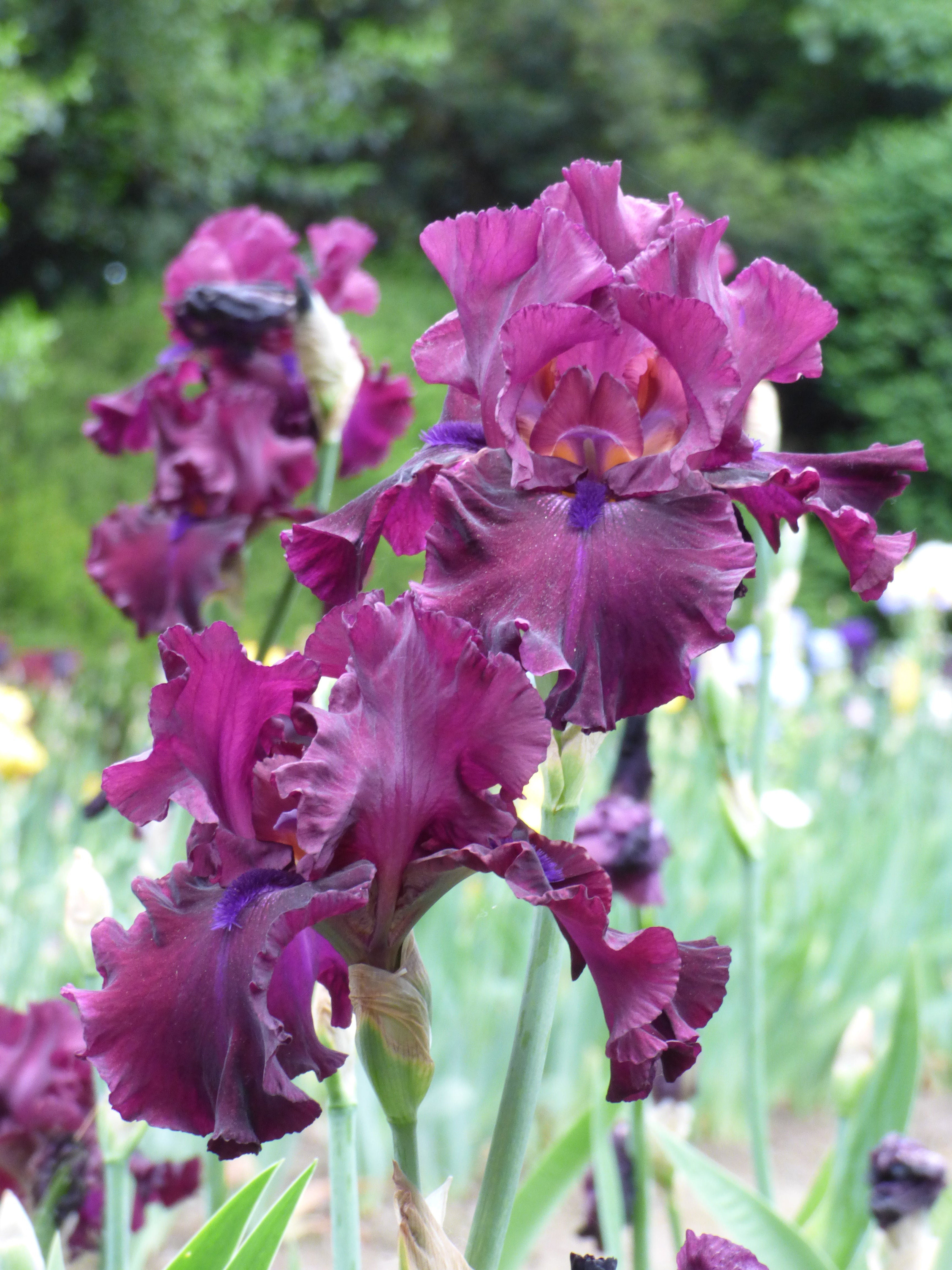 Devil's Punchbowl | Tall Bearded Iris – Schreiner's Gardens
