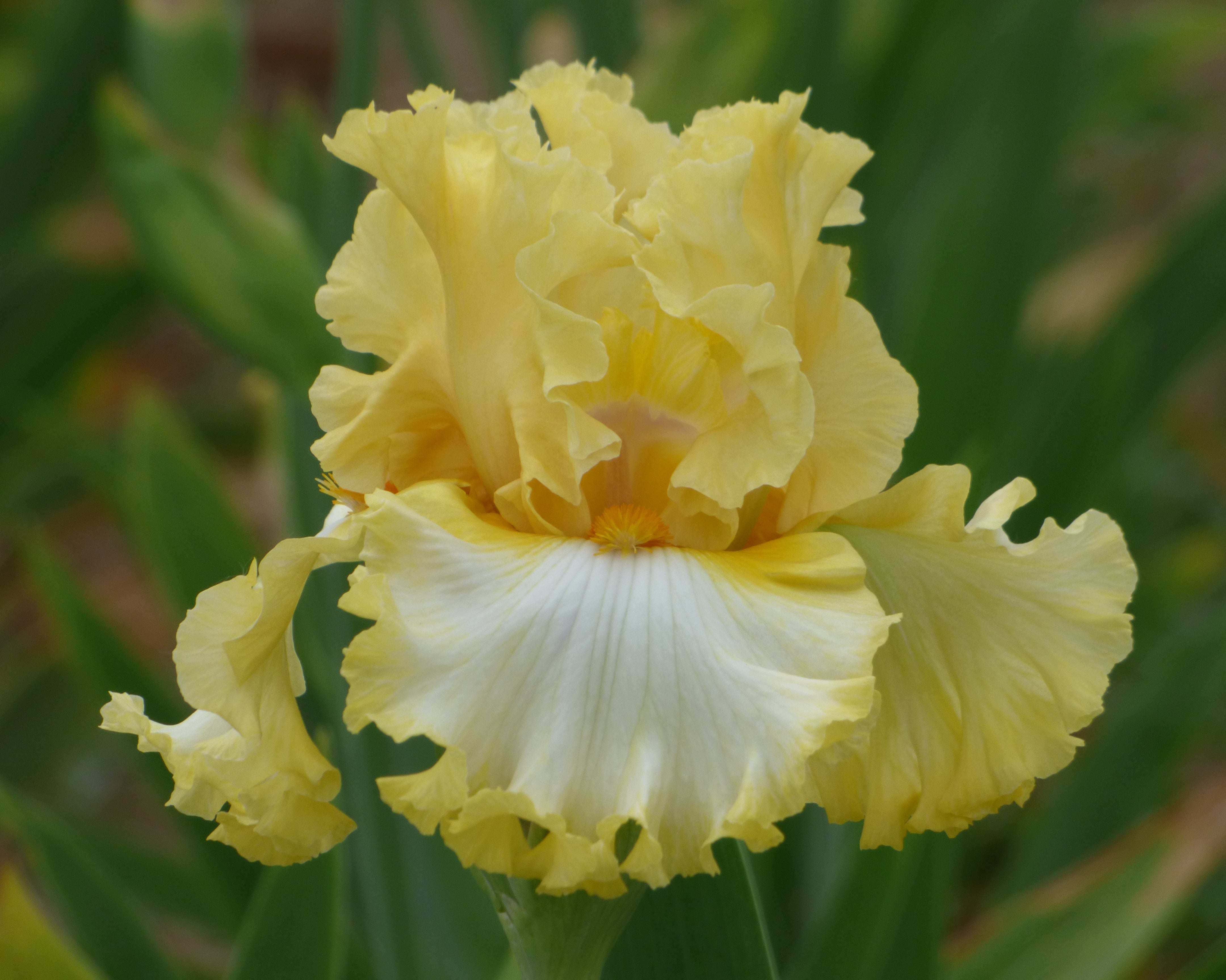 Diamond Broker – Schreiner's Gardens