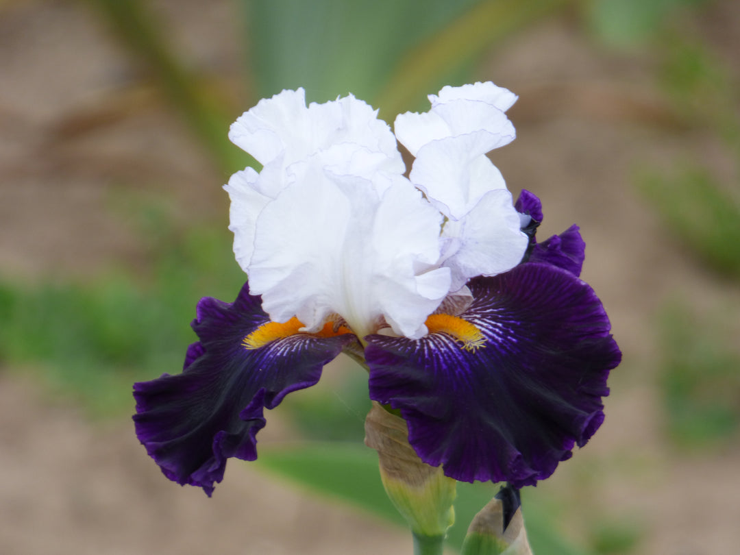 Domino Noir – Schreiner's Gardens