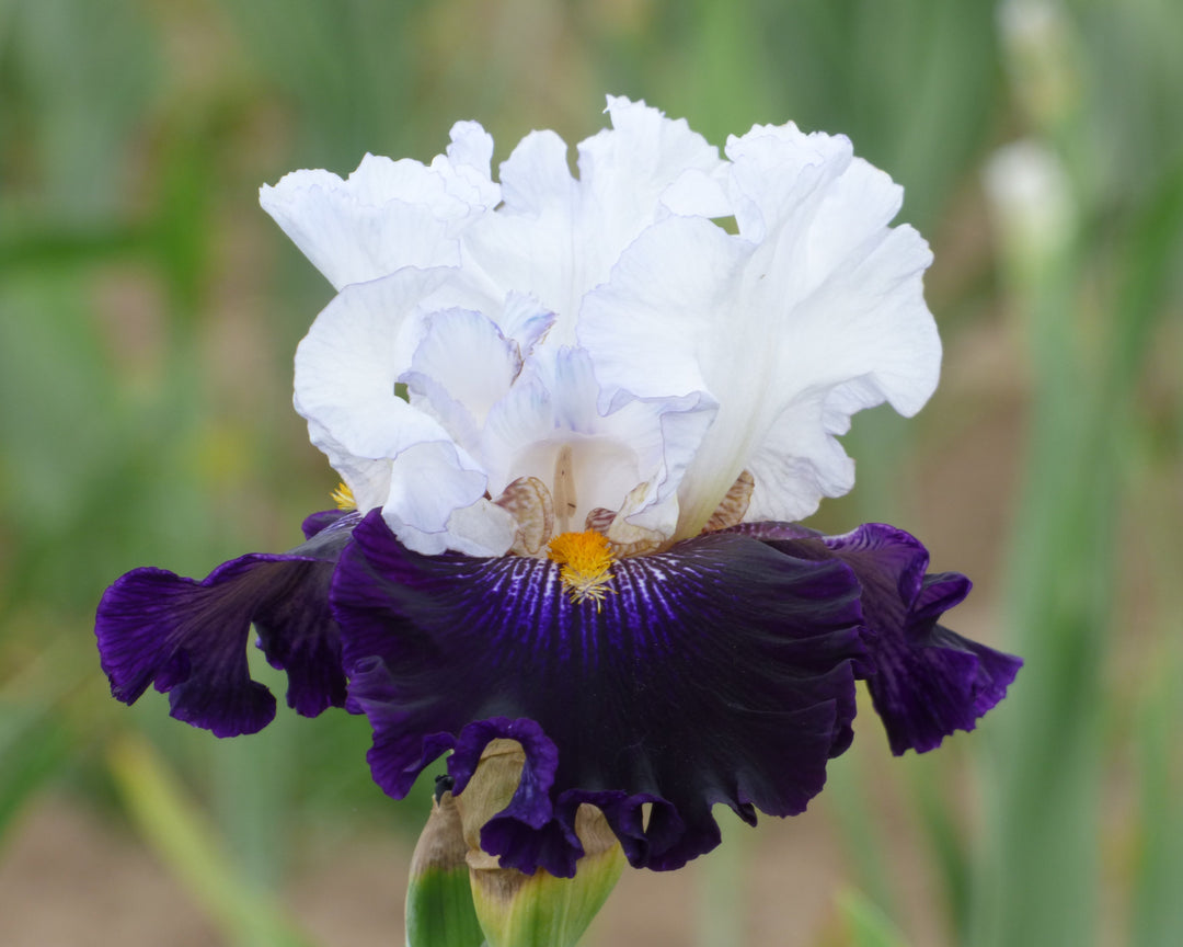 Domino Noir – Schreiner's Gardens