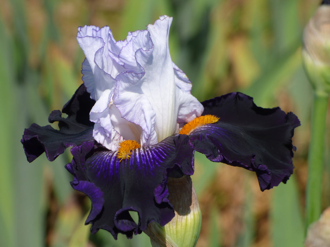 Lanificio di Tollegno 3ピース　ダークパープル Domino Noir – Schreiner's Gardens