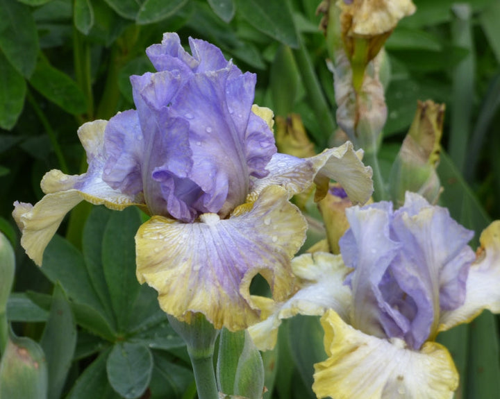 Dancing On Air – Schreiner's Gardens
