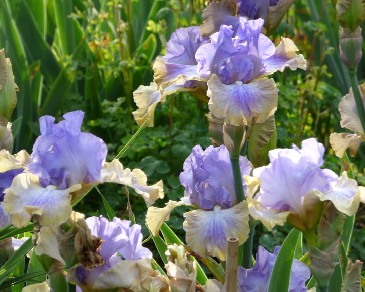 Dancing On Air – Schreiner's Gardens
