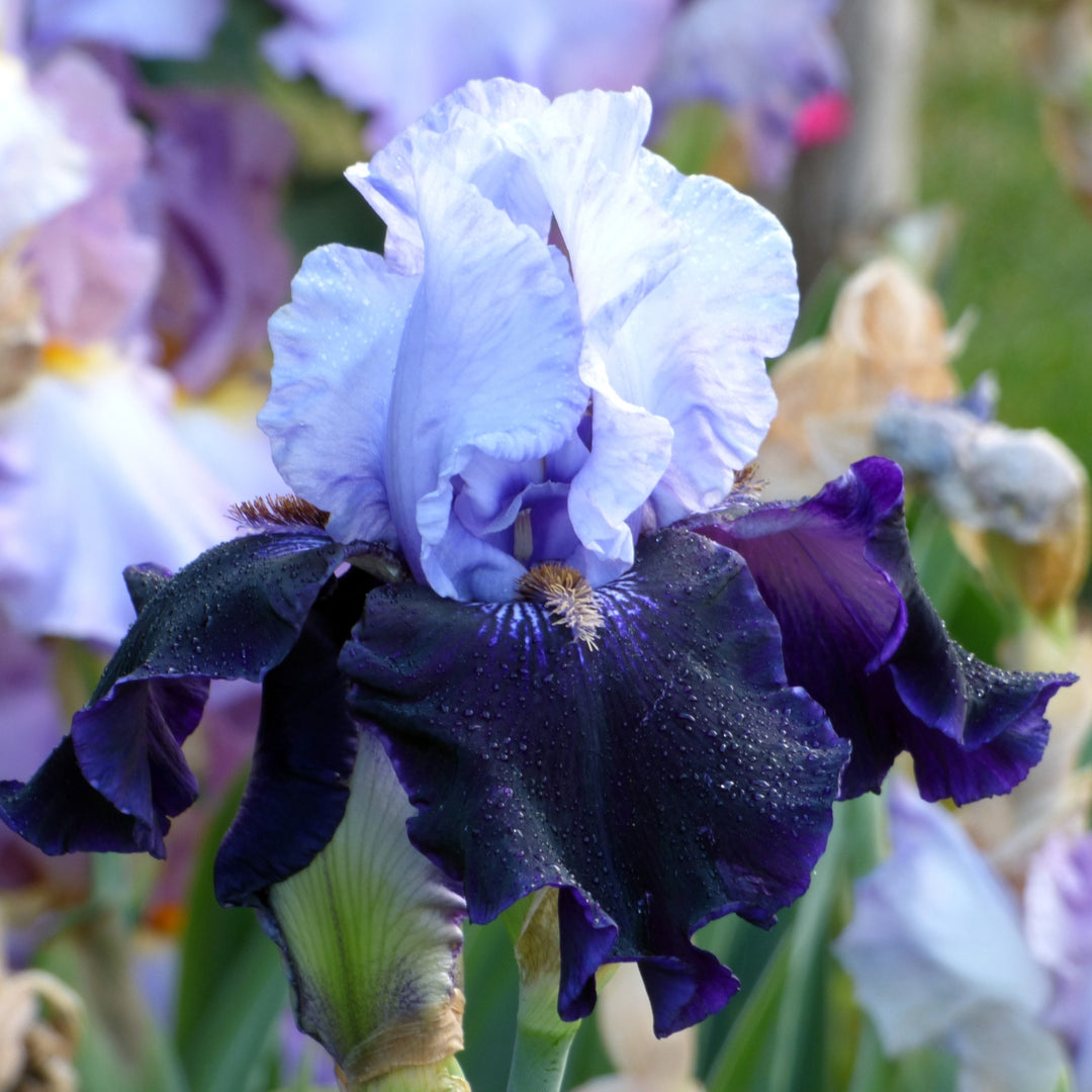Dangerous Mood | Tall Bearded Iris – Schreiner's Gardens