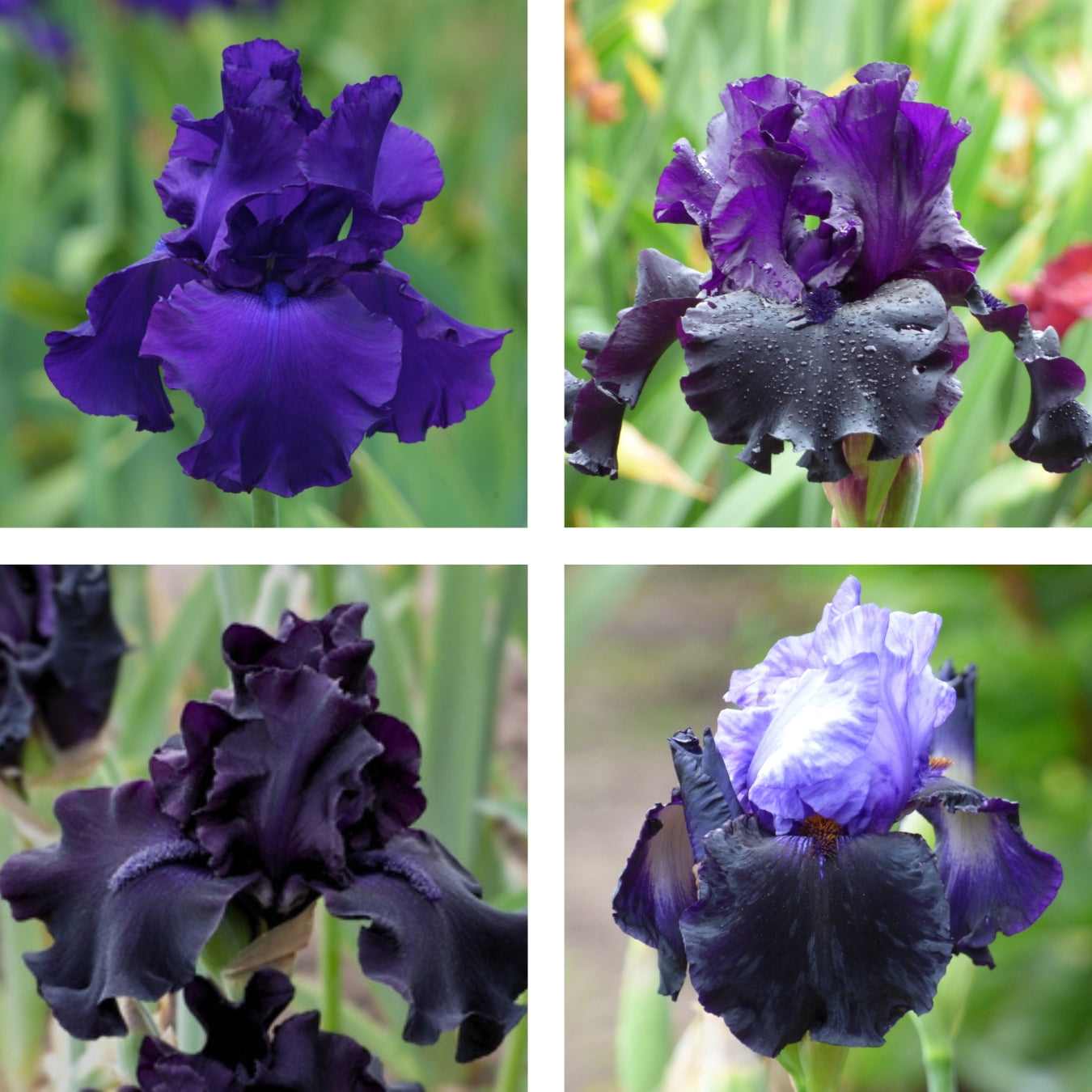 Dark Iris Bouquet