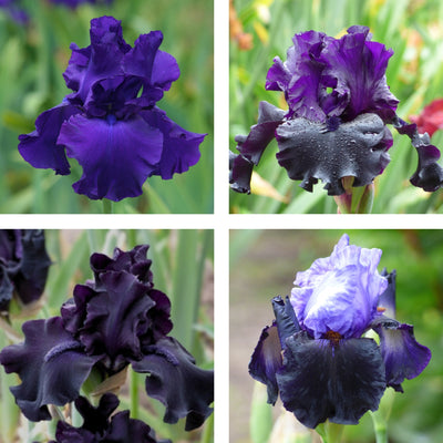 Dark Iris Bouquet