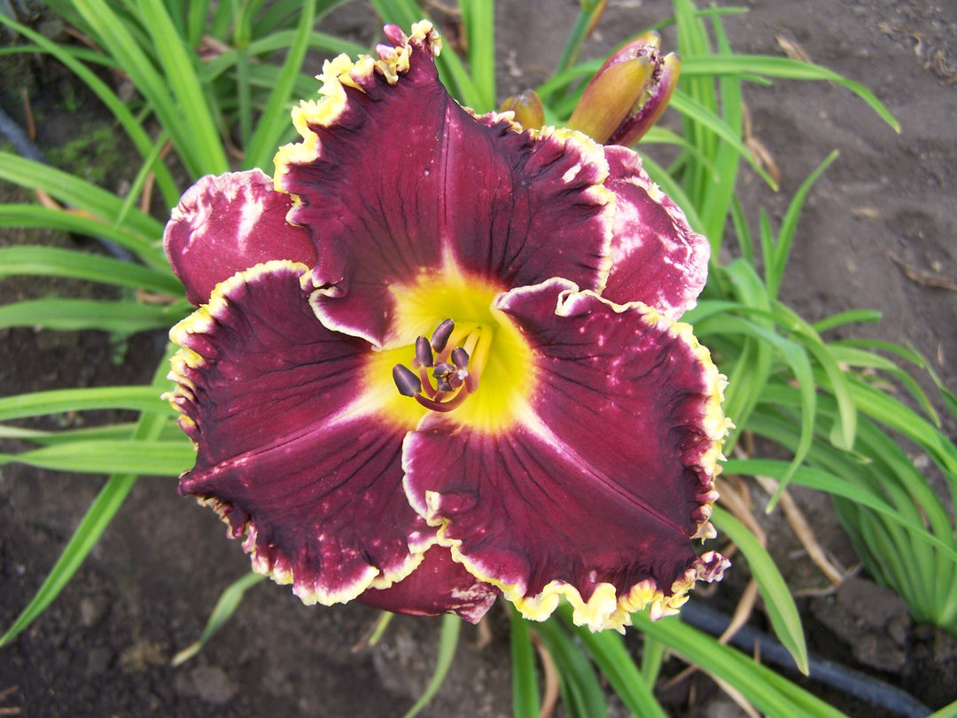 Dark Night Dynamite | Spring Daylily Catalog – Schreiner's Gardens