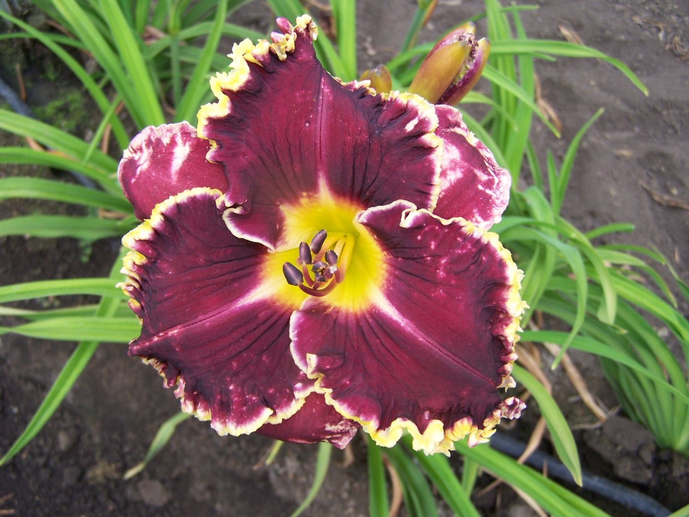 Dark Night Dynamite | Spring Daylily Catalog – Schreiner's Gardens