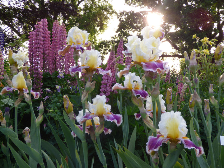 Dawn Eternal – Schreiner's Gardens