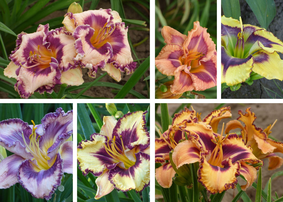 Farmer's Choice Daylily Tray of 60 – Schreiner's Gardens
