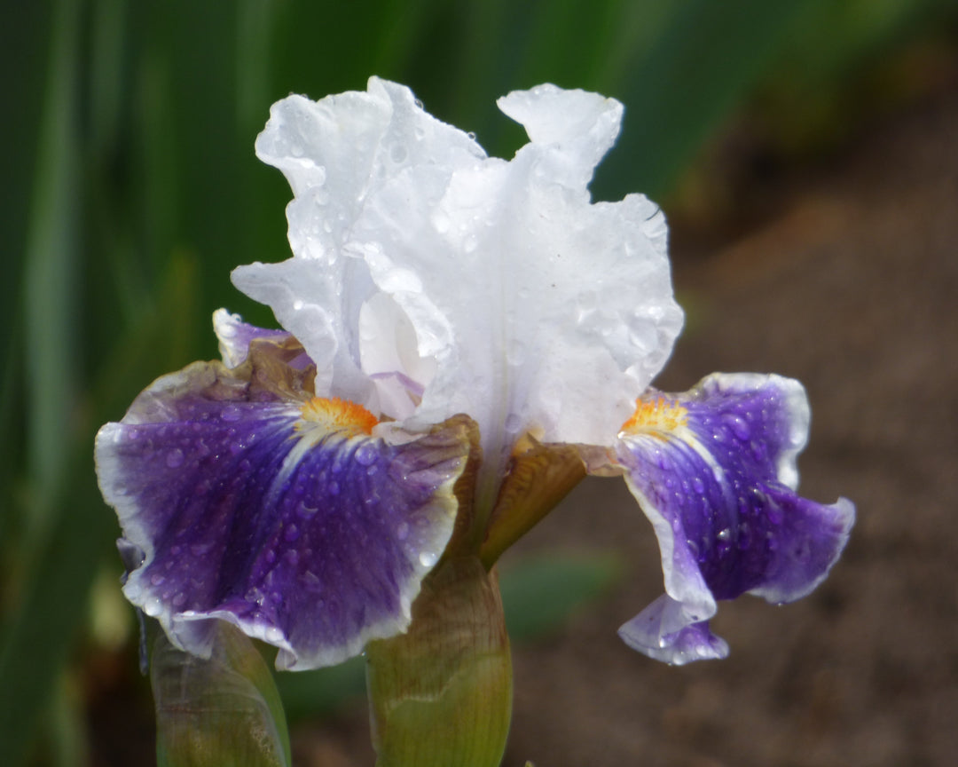 Dazzling | Intermediate Bearded Iris – Schreiner's Gardens