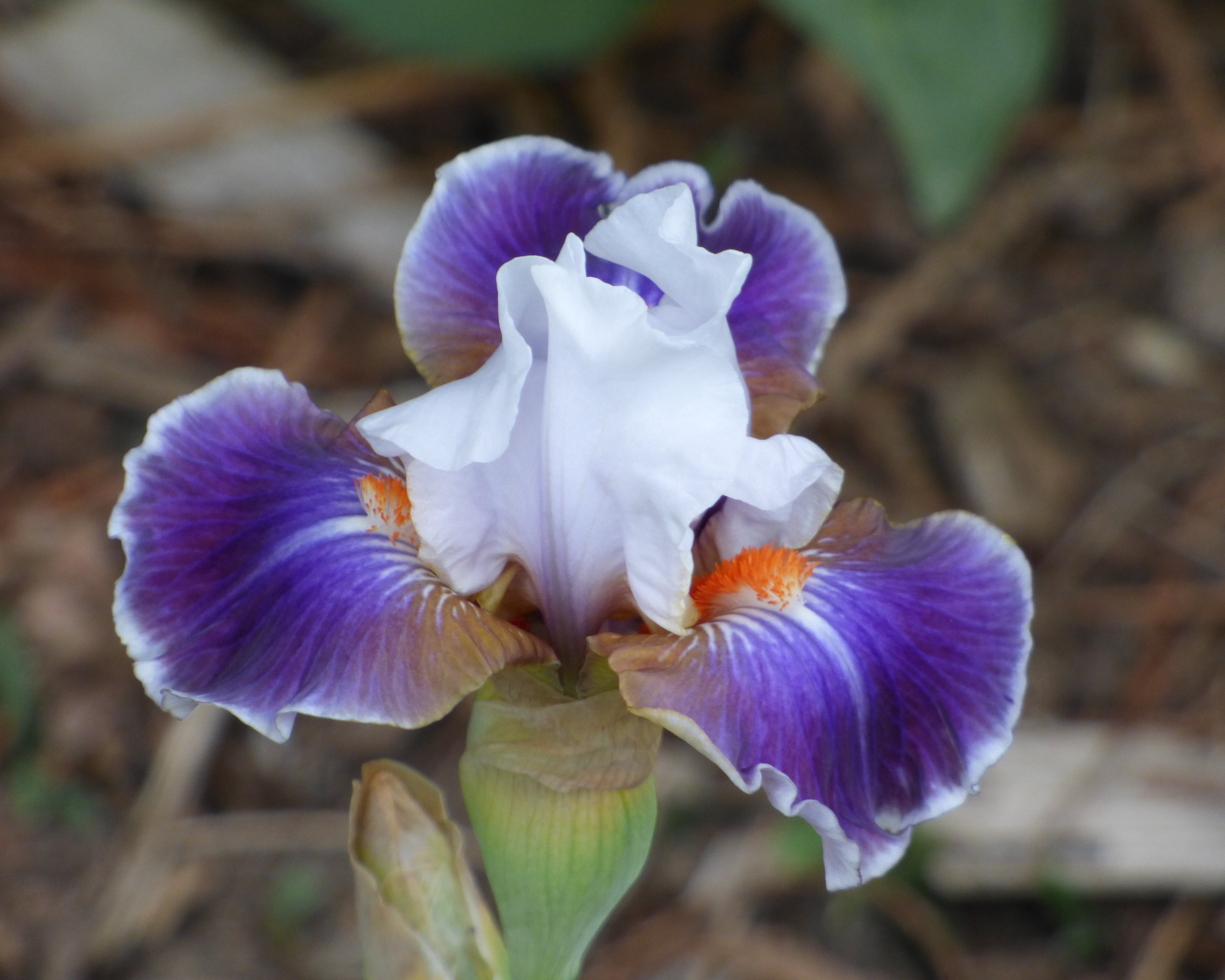 【GALE SEE FIORE】♥️ BROKENTOP.jpg?v=1754903063