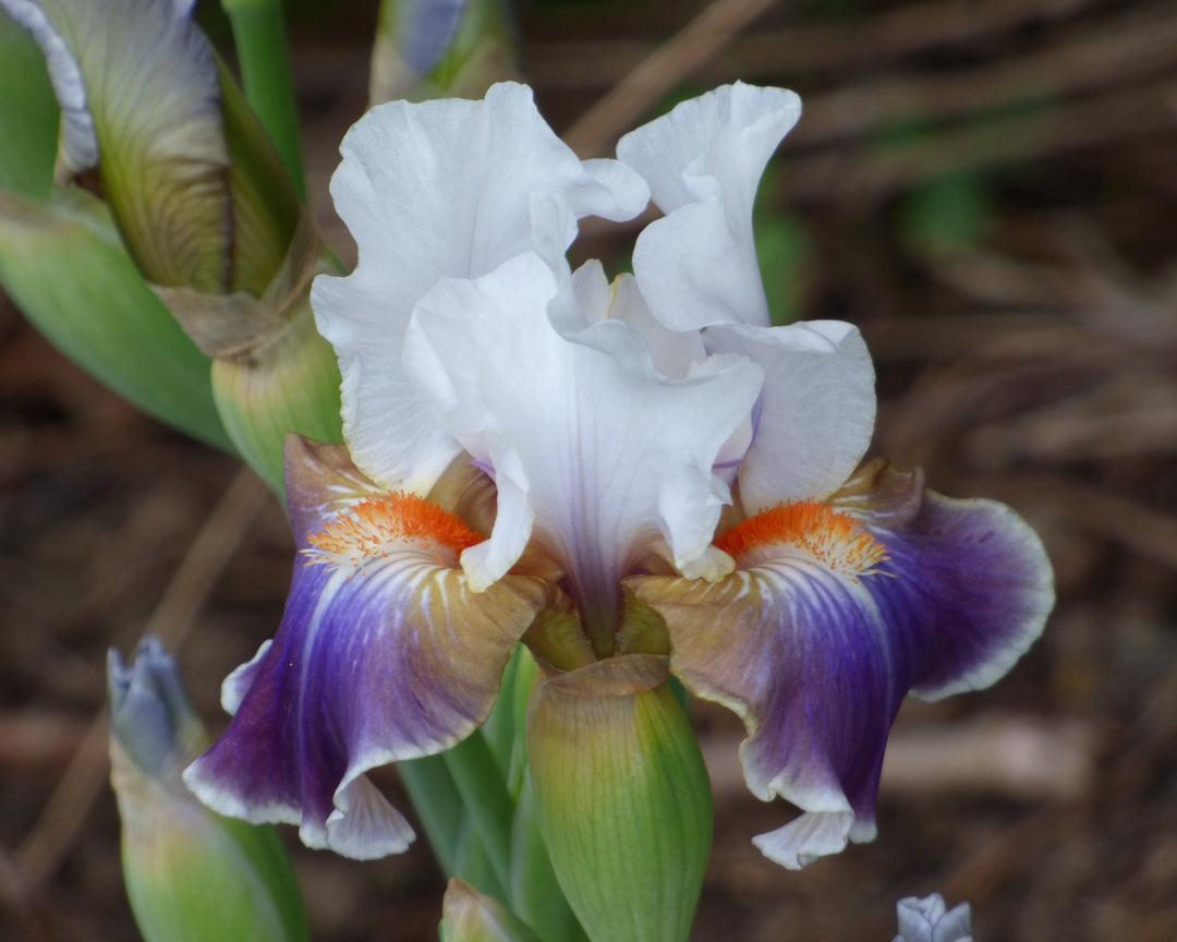 Dazzling | Intermediate Bearded Iris – Schreiner's Gardens
