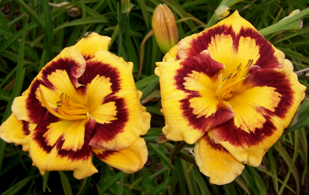 Lily イエロー＆フレー＋ナイトセーリング2枚 Deep Impact | Spring Daylily Catalog – Schreiner's Gardens