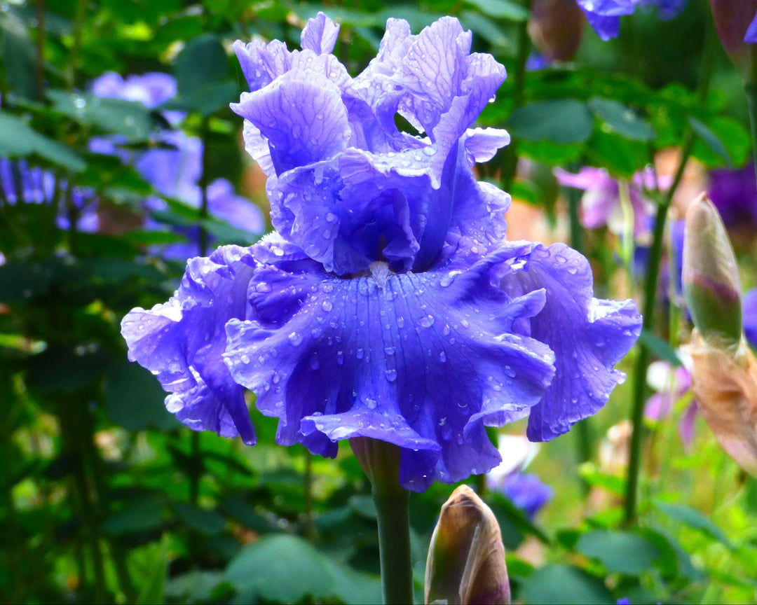 Deschutes | Tall Bearded Iris – Schreiner's Gardens