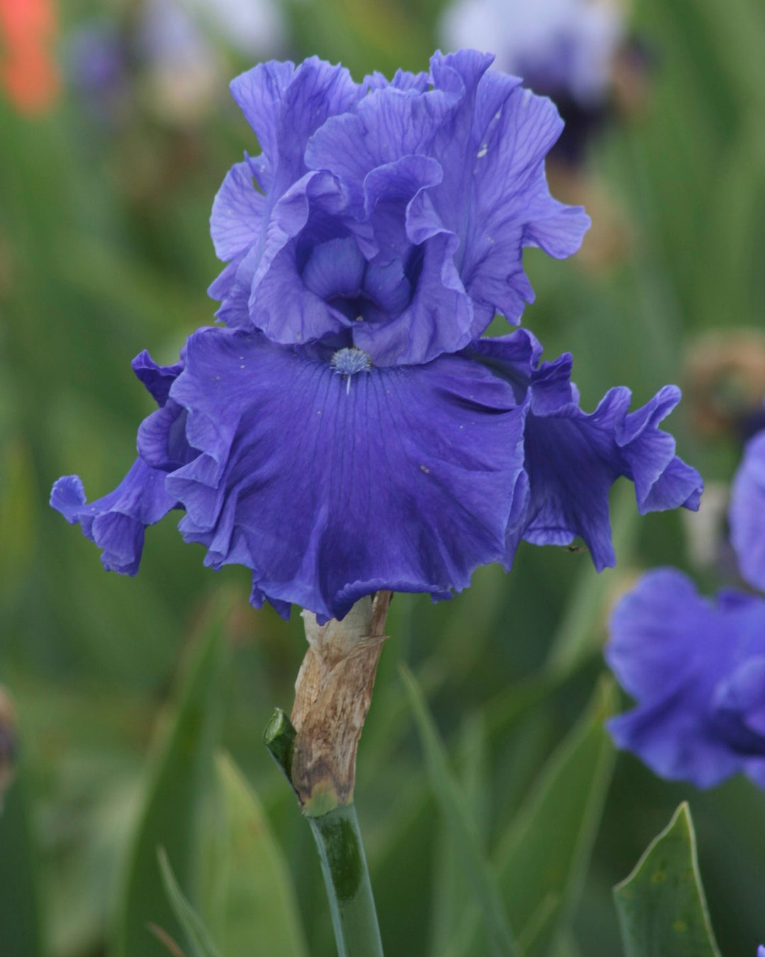 Deschutes | Tall Bearded Iris – Schreiner's Gardens