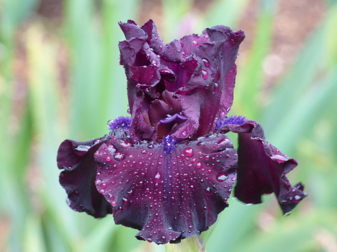 Devil's Punchbowl | Tall Bearded Iris – Schreiner's Gardens
