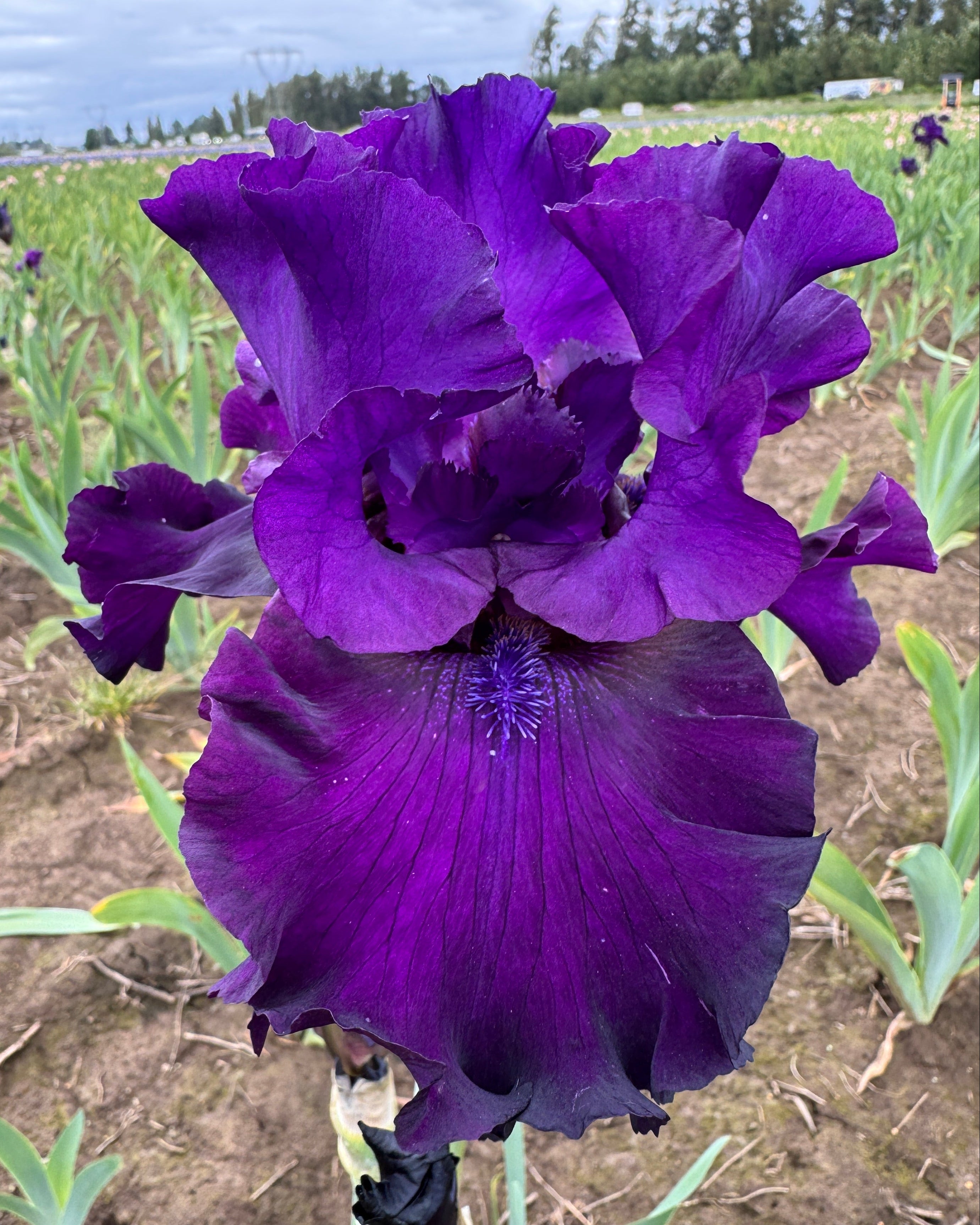Diabolique | Tall Bearded Iris – Schreiner's Gardens