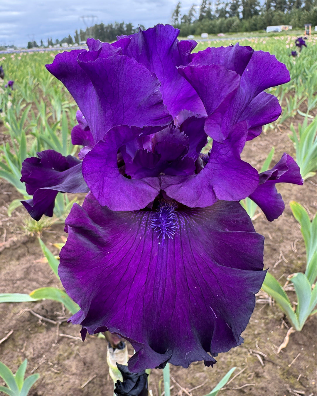 Diabolique | Tall Bearded Iris – Schreiner's Gardens
