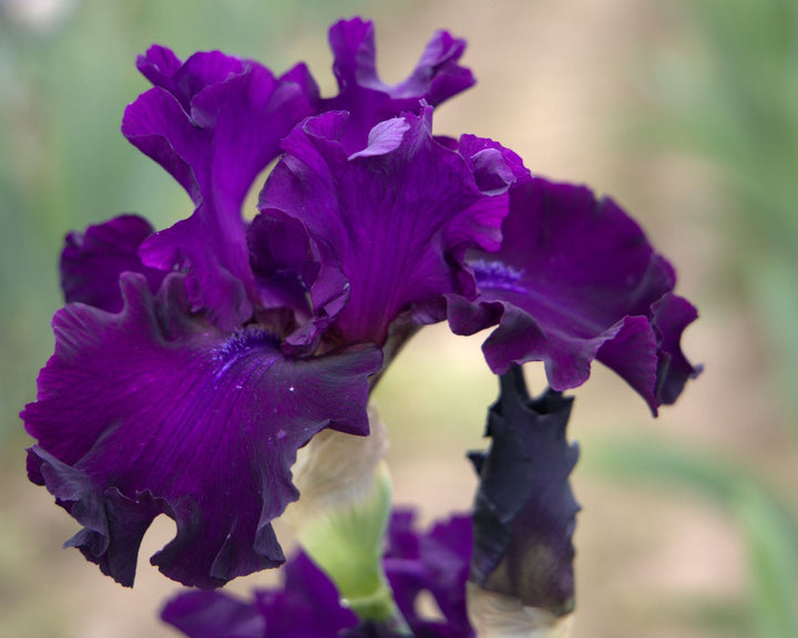 Diabolique | Tall Bearded Iris – Schreiner's Gardens
