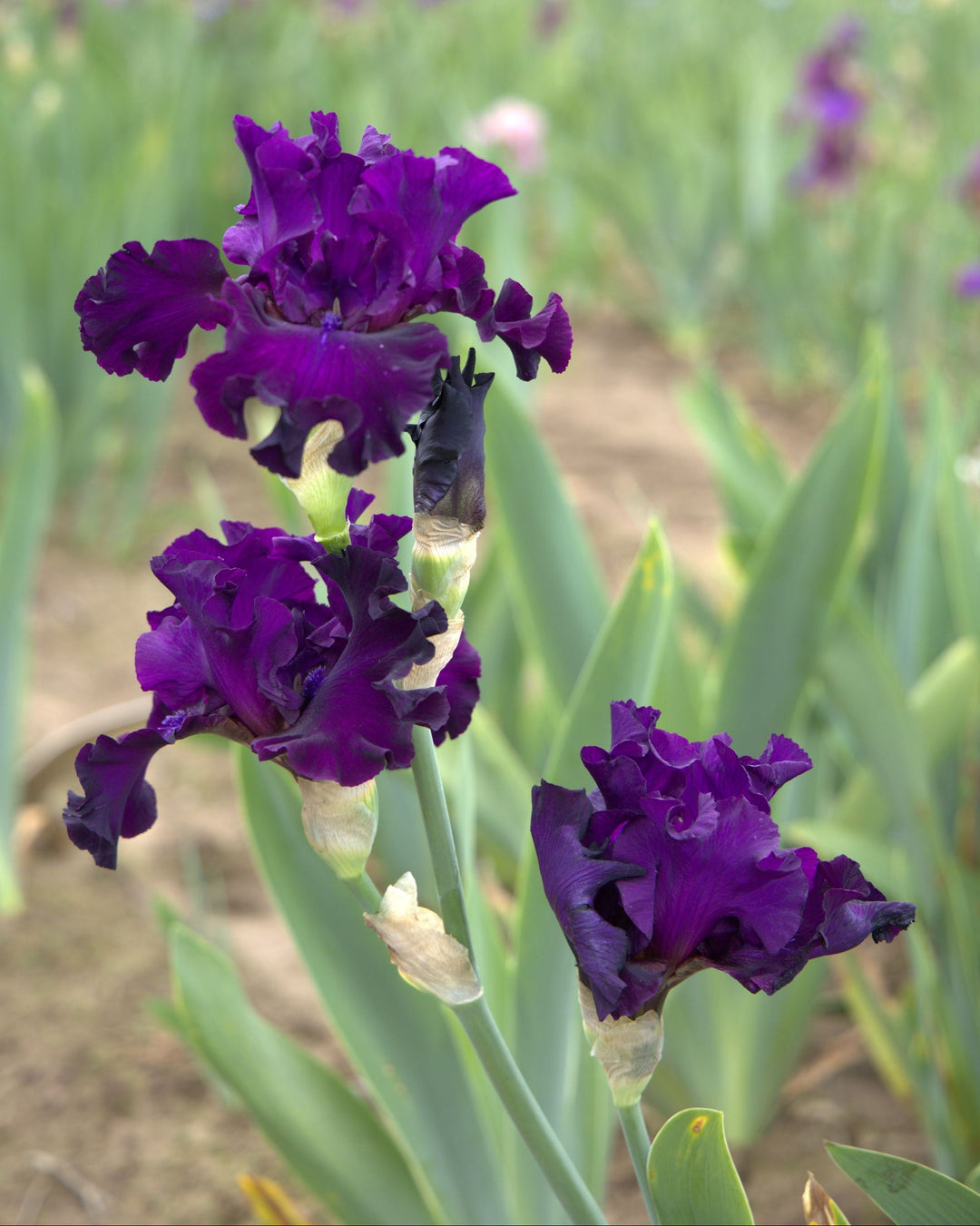 Diabolique | Tall Bearded Iris – Schreiner's Gardens